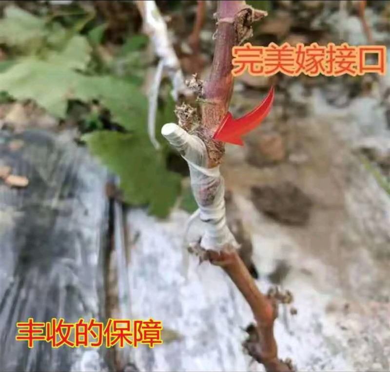 【超早熟】巨盛一号早熟新品种葡萄苗极早66葡萄苗包品种