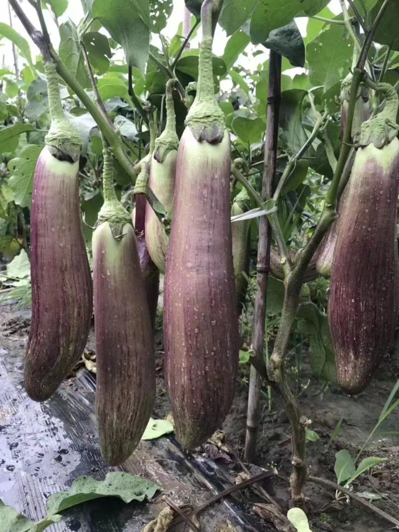 竹丝茄子种子花丝茄种子美味花丝茄种籽耐热茄种高产抗病