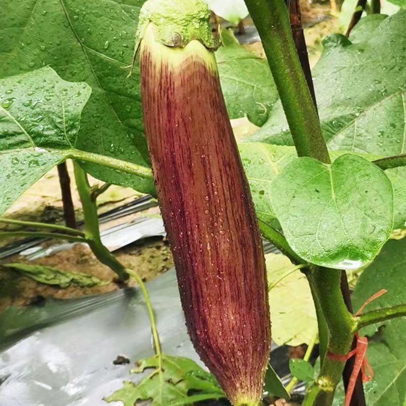 竹丝茄子种子花丝茄种子美味花丝茄种籽耐热茄种高产抗病
