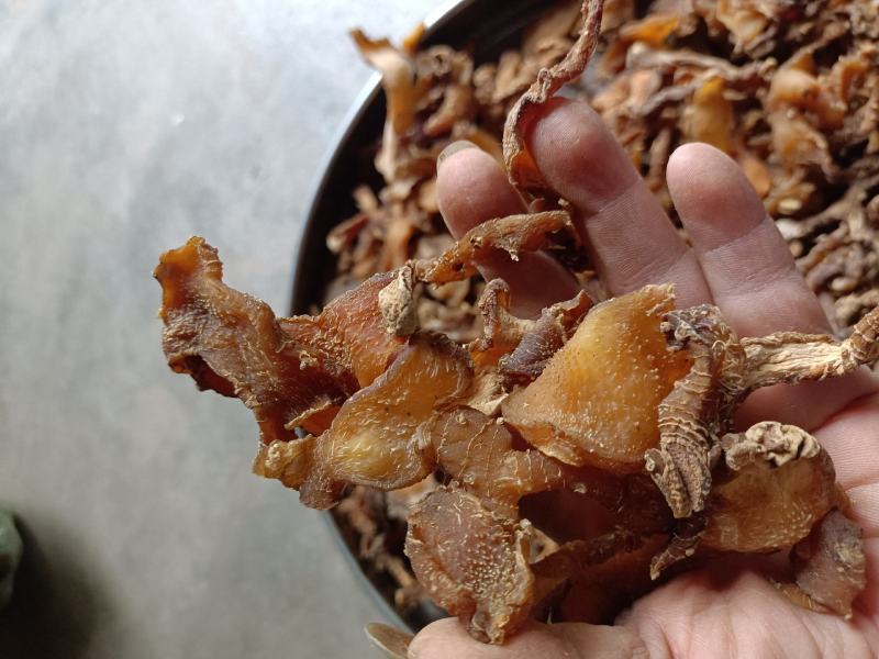 自己制作的熟黄精片子。