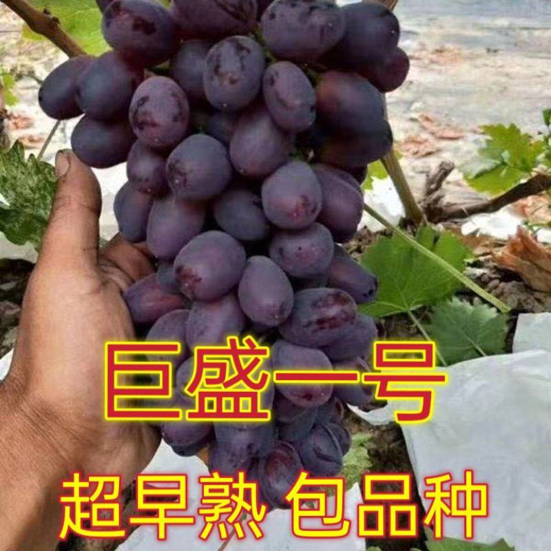 【超早熟】巨盛一号早熟新品种葡萄苗极早66葡萄苗包品种