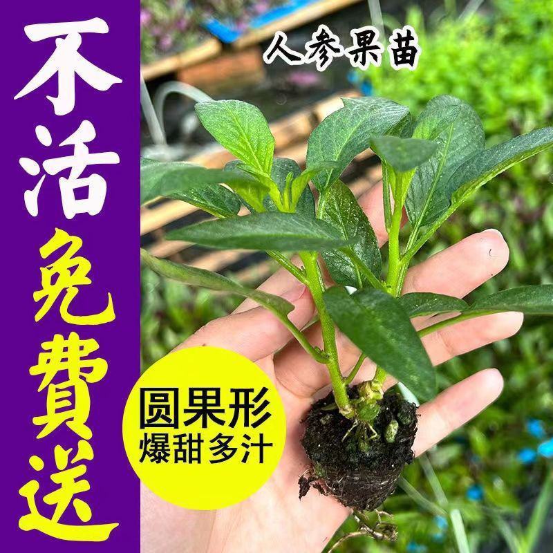 人参果苗批发一手货源量大从优当年结果