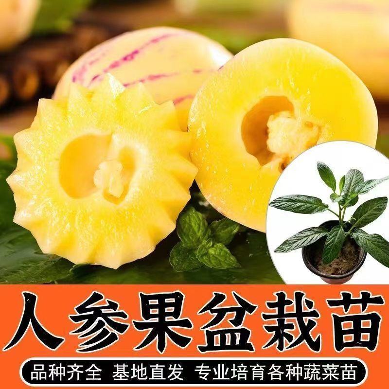 人参果苗批发一手货源量大从优当年结果