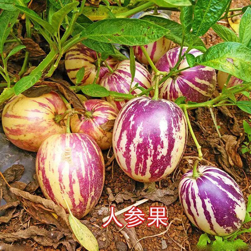 人参果苗批发一手货源量大从优当年结果