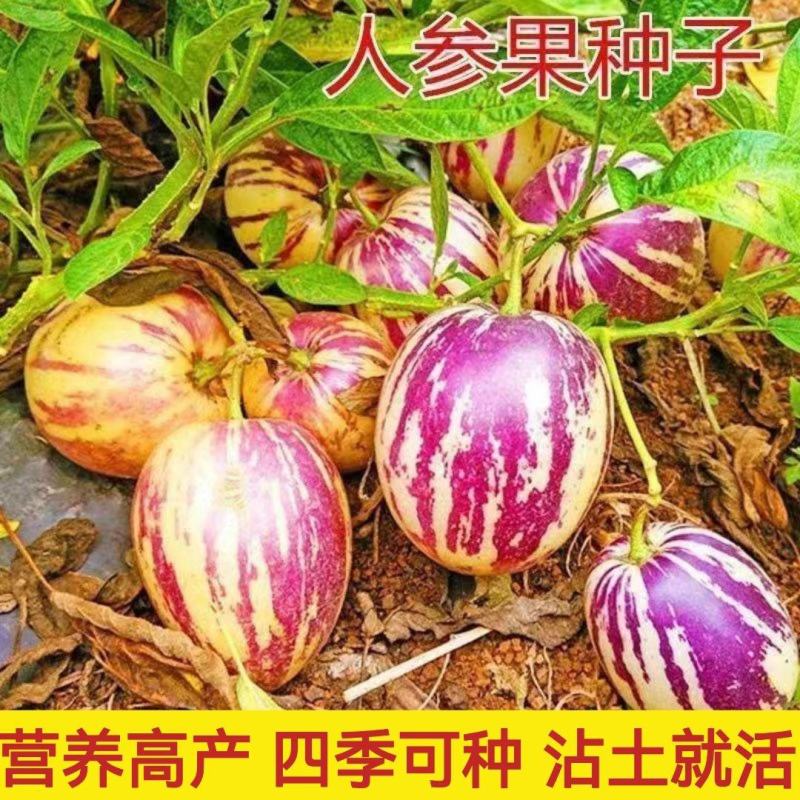 人参果苗批发一手货源量大从优当年结果