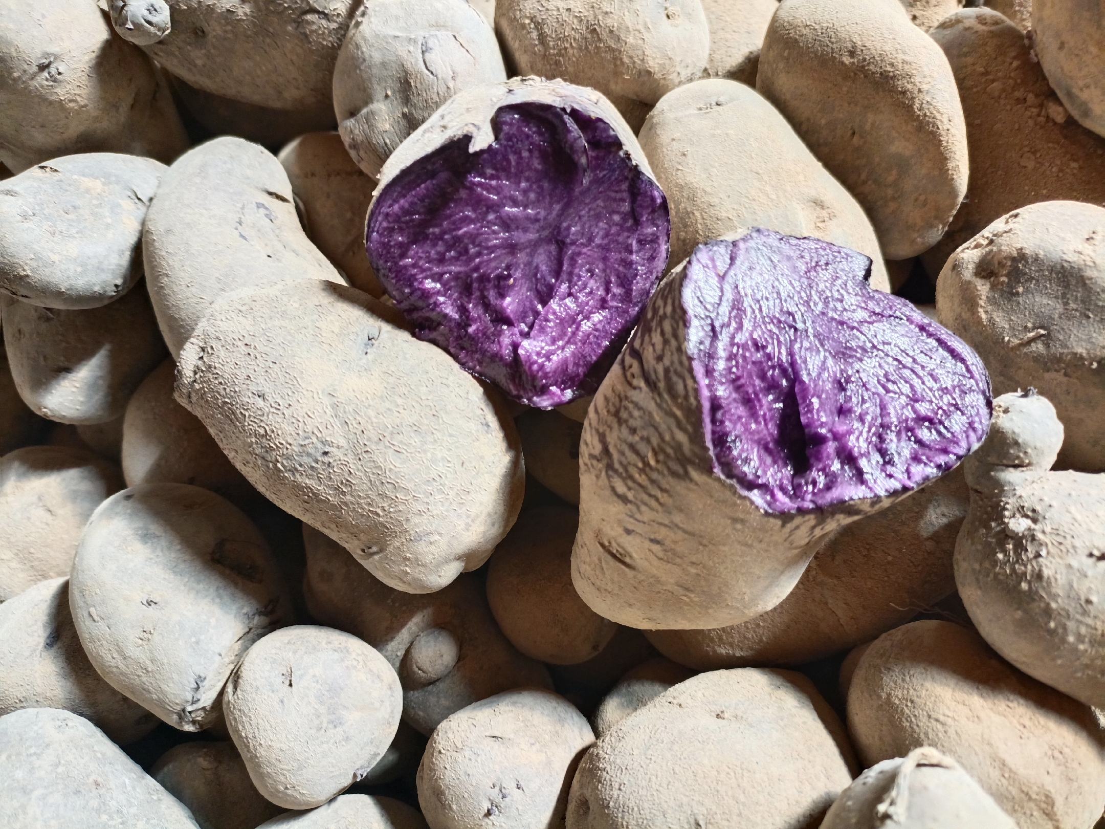 黑玛卡根茎特写,展示其深色外皮与内部肉质结构 黑玛卡根茎特写