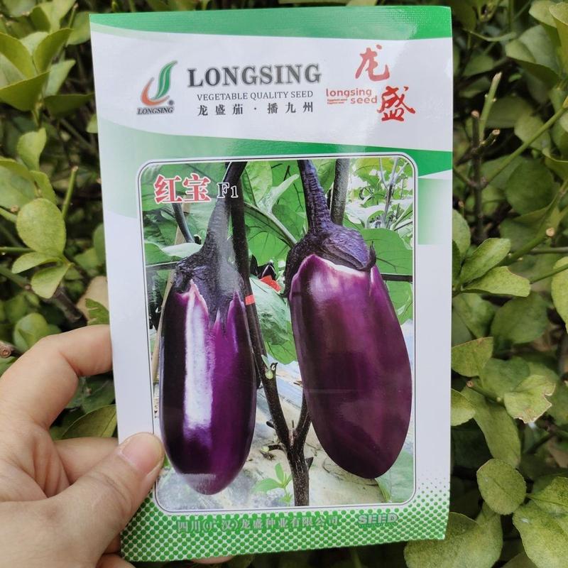 精选红宝紫红茄种子高产茄子种子紫红亮丽口感好品种佳优质