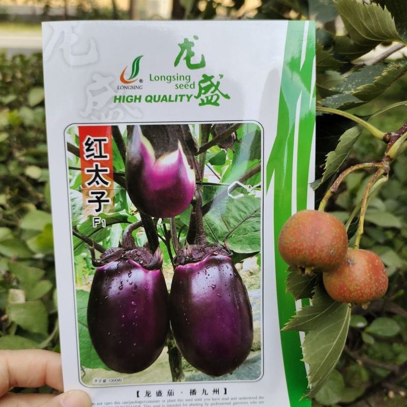 精选红宝紫红茄种子高产茄子种子紫红亮丽口感好品种佳优质