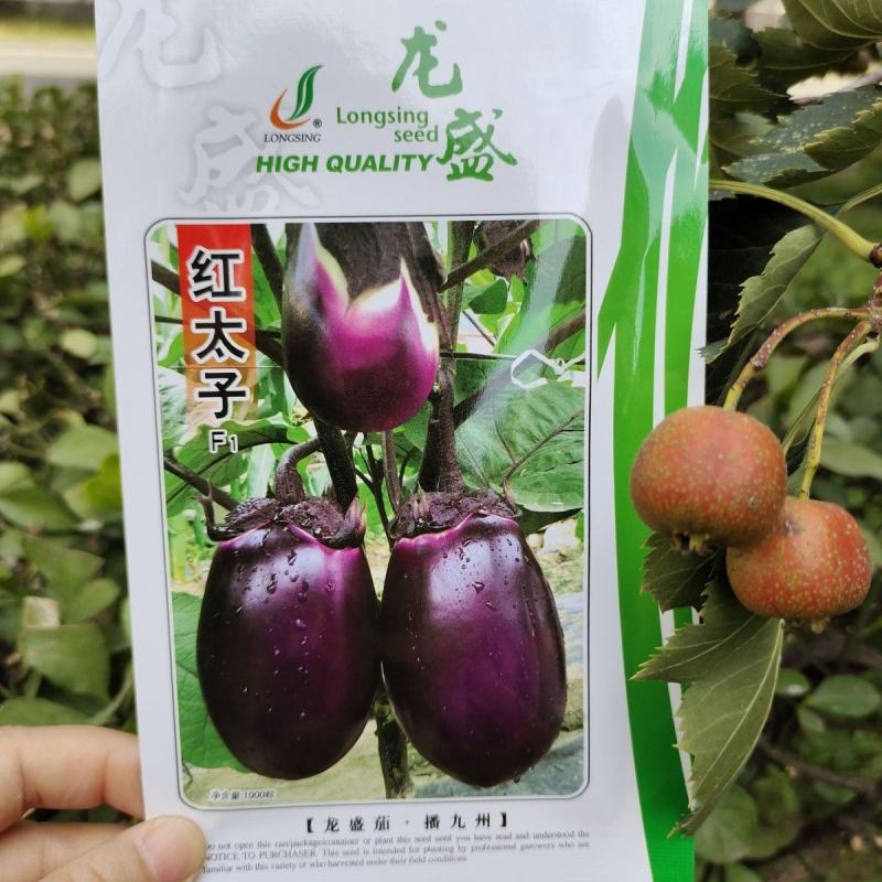 精选红宝紫红茄种子高产茄子种子紫红亮丽口感好品种佳优质