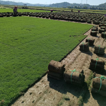台湾草皮、台湾草草卷、大量供应、