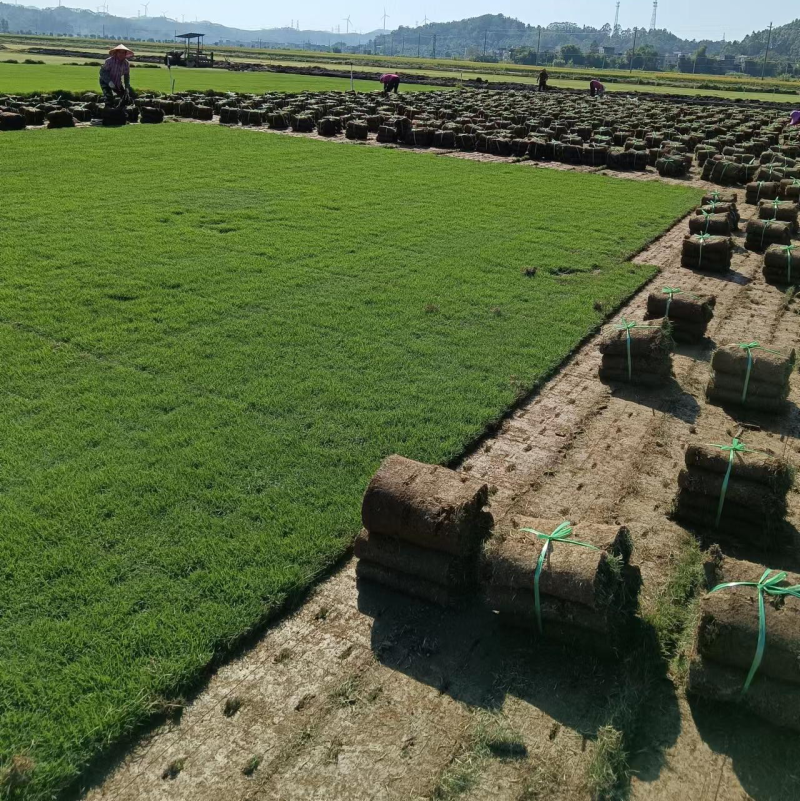 台湾草皮、台湾草草卷、大量供应、