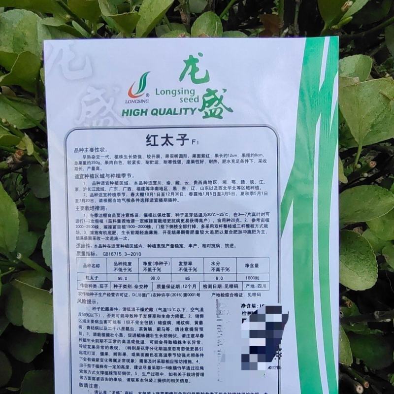 精选红宝紫红茄种子高产茄子种子紫红亮丽口感好品种佳优质