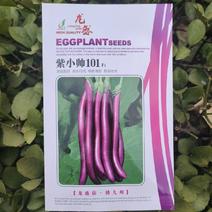 春秋紫茄种子紫小帅紫红亮长茄子种抗病丰产细长条线茄种子