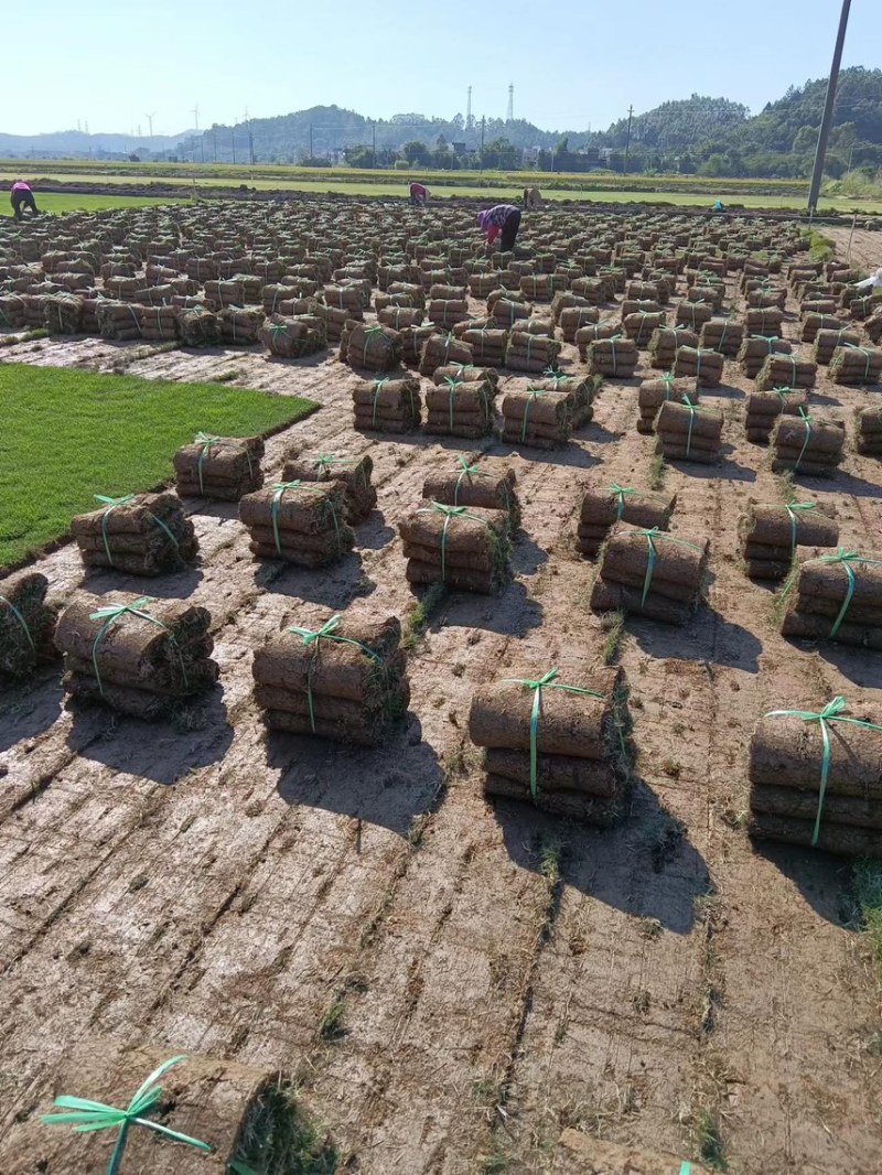 台湾草皮、台湾草草卷、大量供应、