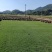 台湾草皮、台湾草草卷、大量供应、