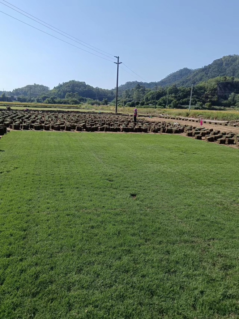 台湾草皮、台湾草草卷、大量供应、