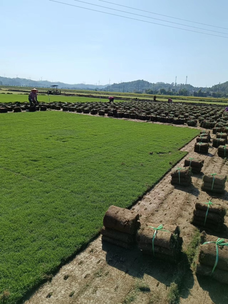 台湾草皮、台湾草草卷、大量供应、