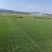 台湾草皮、台湾草草卷、大量供应、