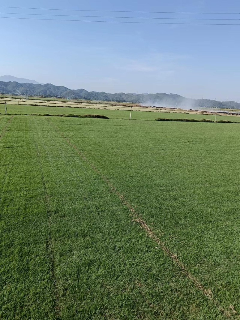 台湾草皮、台湾草草卷、大量供应、