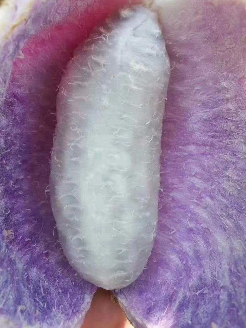 八月瓜苗高产八月瓜紫果种苗，少籽八月瓜种苗
