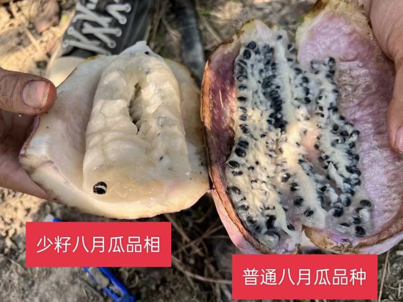 八月瓜苗高产八月瓜紫果种苗，少籽八月瓜种苗