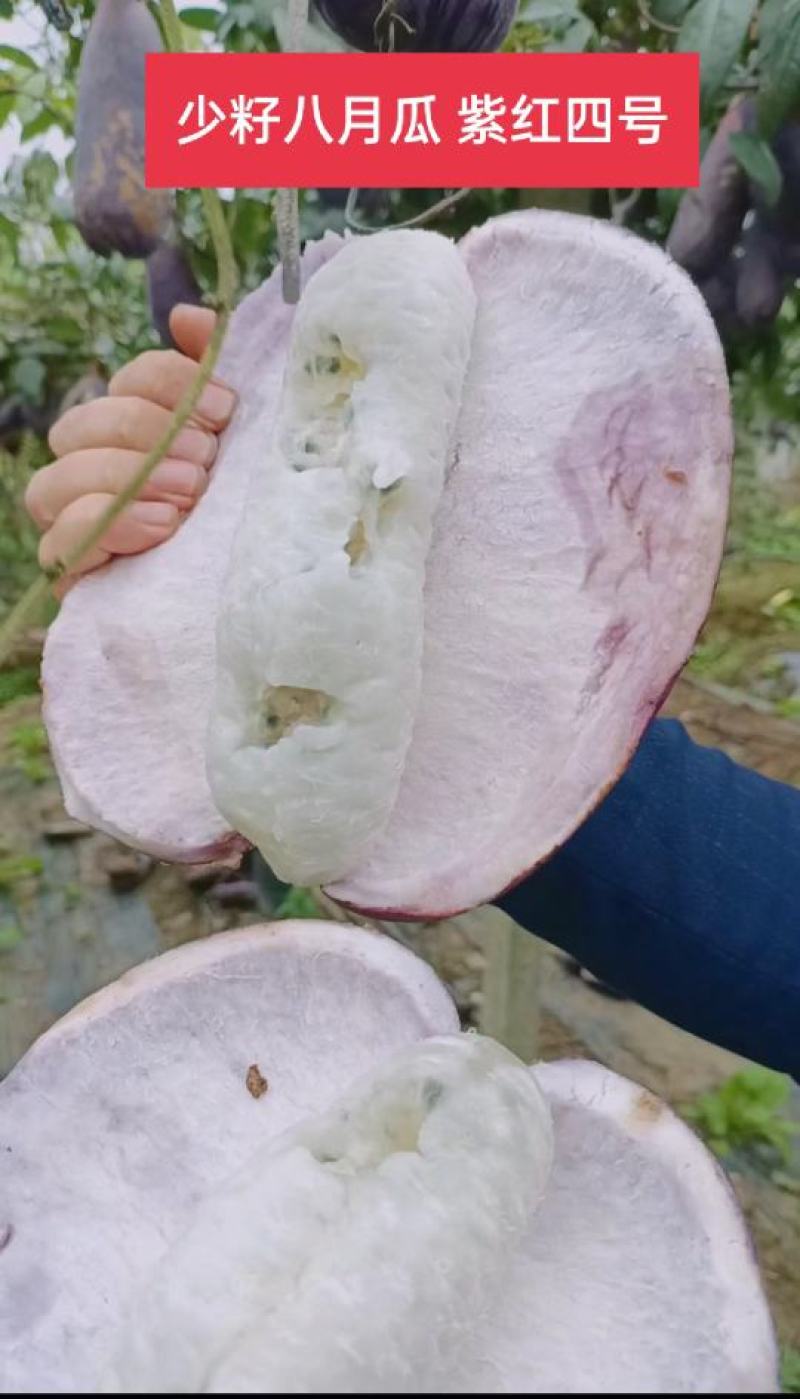 八月瓜苗高产八月瓜紫果种苗，少籽八月瓜种苗