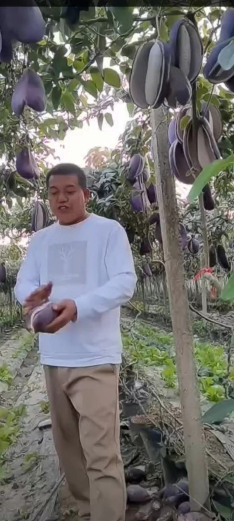 八月瓜苗高产八月瓜紫果种苗，少籽八月瓜种苗