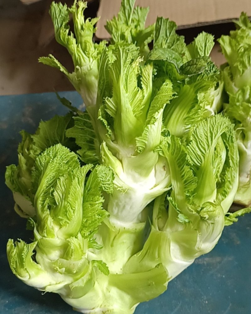 贵州儿菜