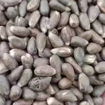 脱绒棉籽现货400吨油脂含量高