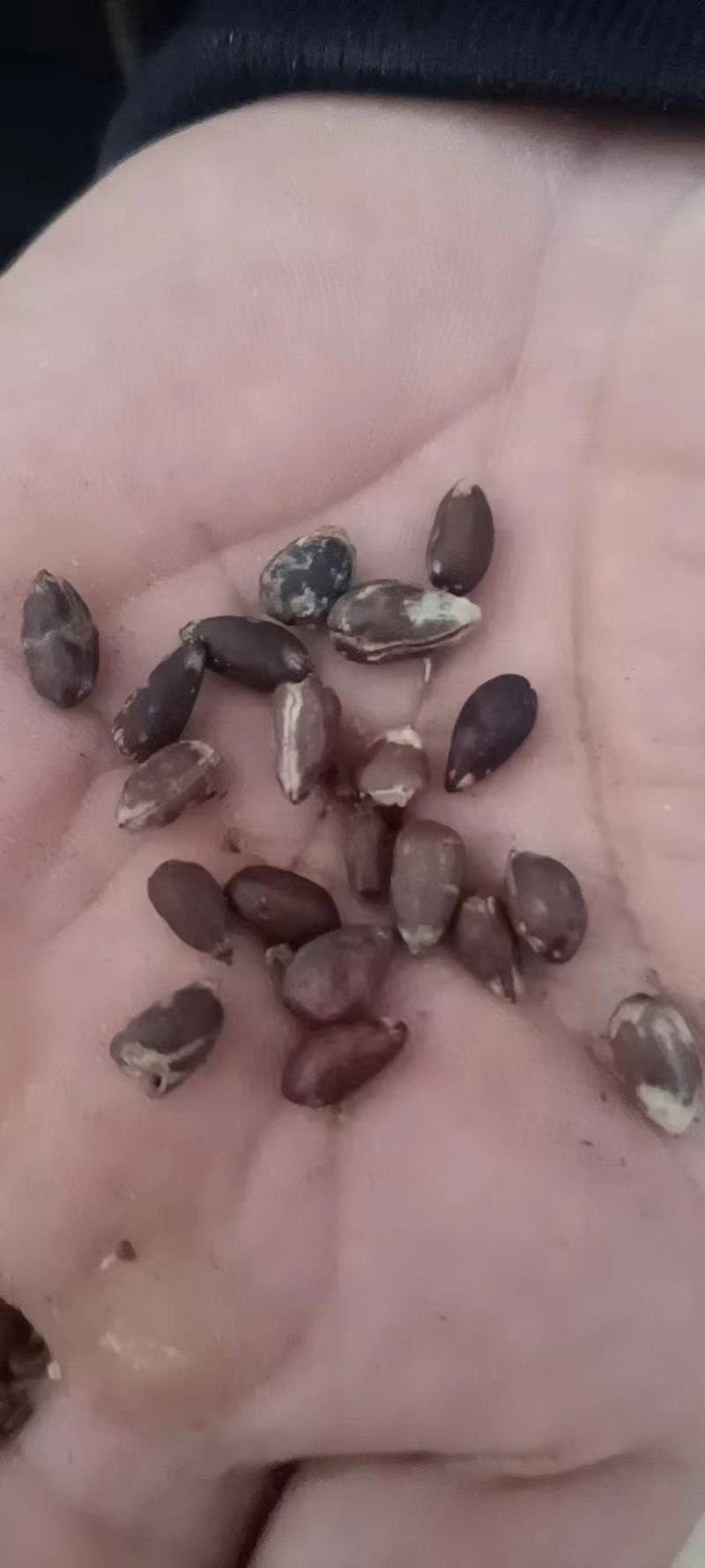 脱绒棉籽现货400吨油脂含量高