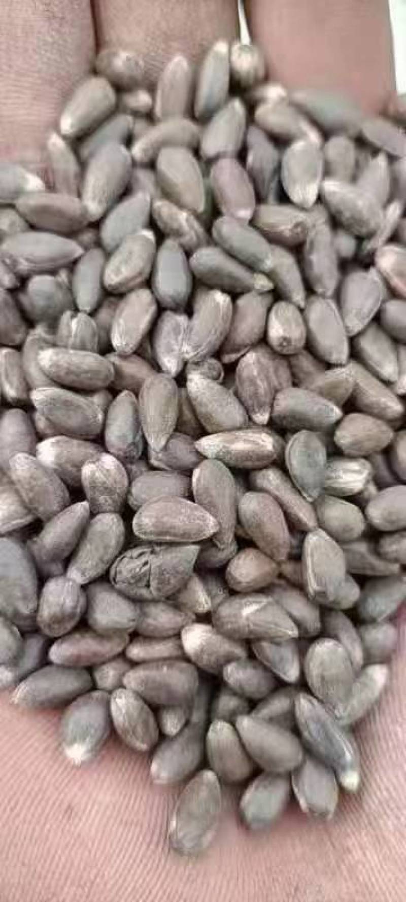 脱绒棉籽现货400吨油脂含量高