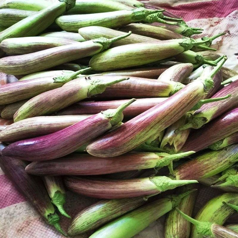 龙盛红花郎茄子花茄种子竹丝茄子种籽耐热高产抗病强茄子种子