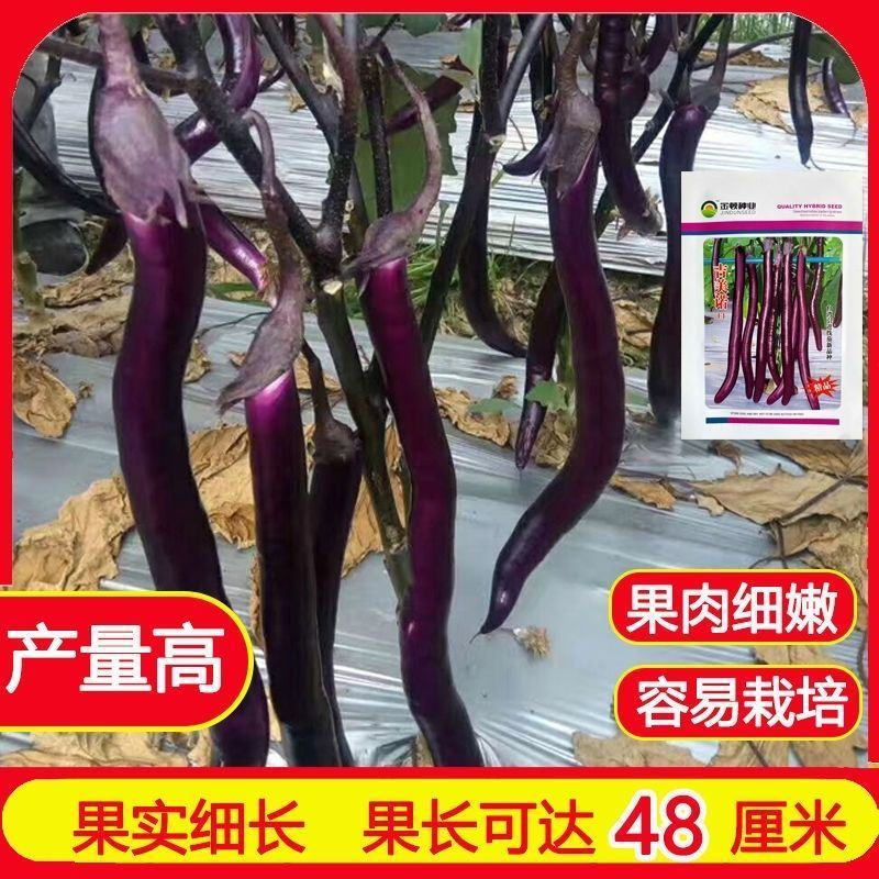 吉美诺线茄长茄种子果型细长线茄种子蔬菜种籽春季秋冬茄子种