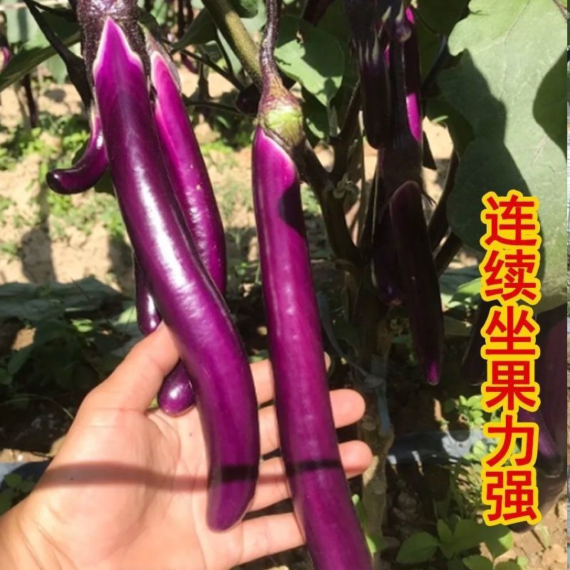 吉美诺线茄长茄种子果型细长线茄种子蔬菜种籽春季秋冬茄子种