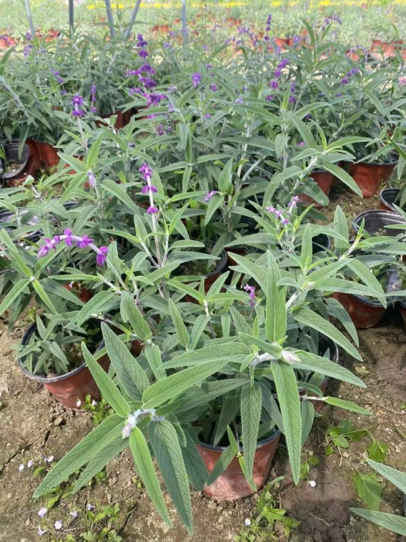 出售墨西哥鼠尾草大杯小杯，株高2-25公分鼠尾草成都基地