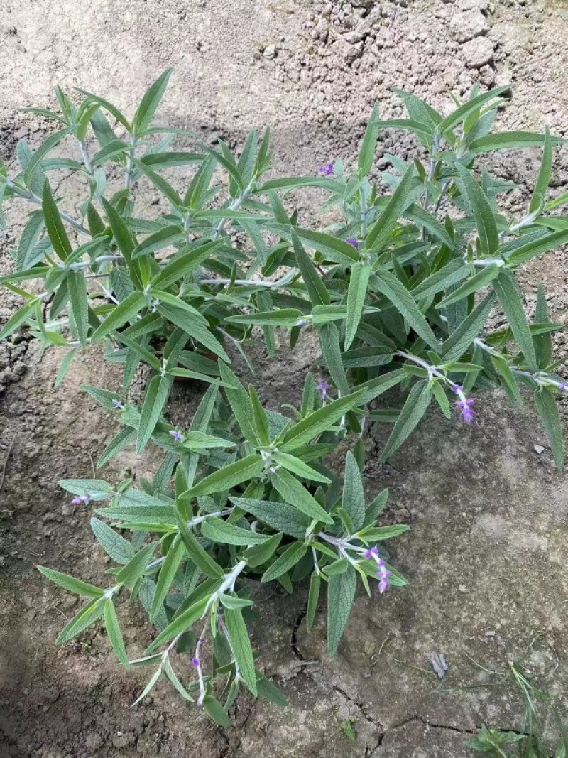 出售墨西哥鼠尾草大杯小杯，株高2-25公分鼠尾草成都基地