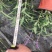 出售墨西哥鼠尾草大杯小杯，株高2-25公分鼠尾草成都基地