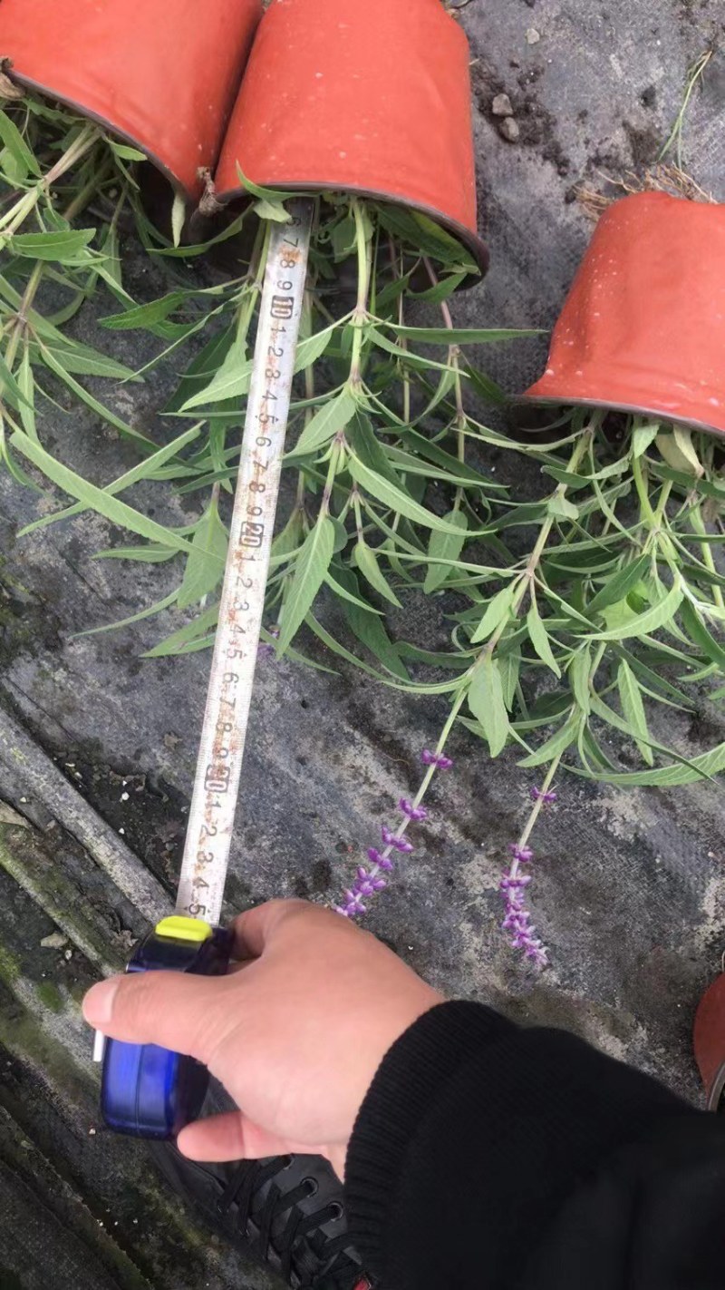 出售墨西哥鼠尾草大杯小杯，株高2-25公分鼠尾草成都基地