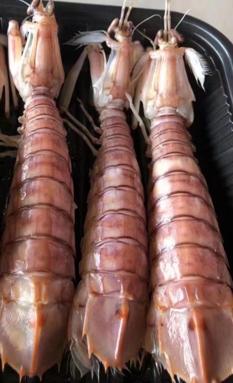 北海熟冻皮皮虾虾爬子濑尿虾一手货源量大价优