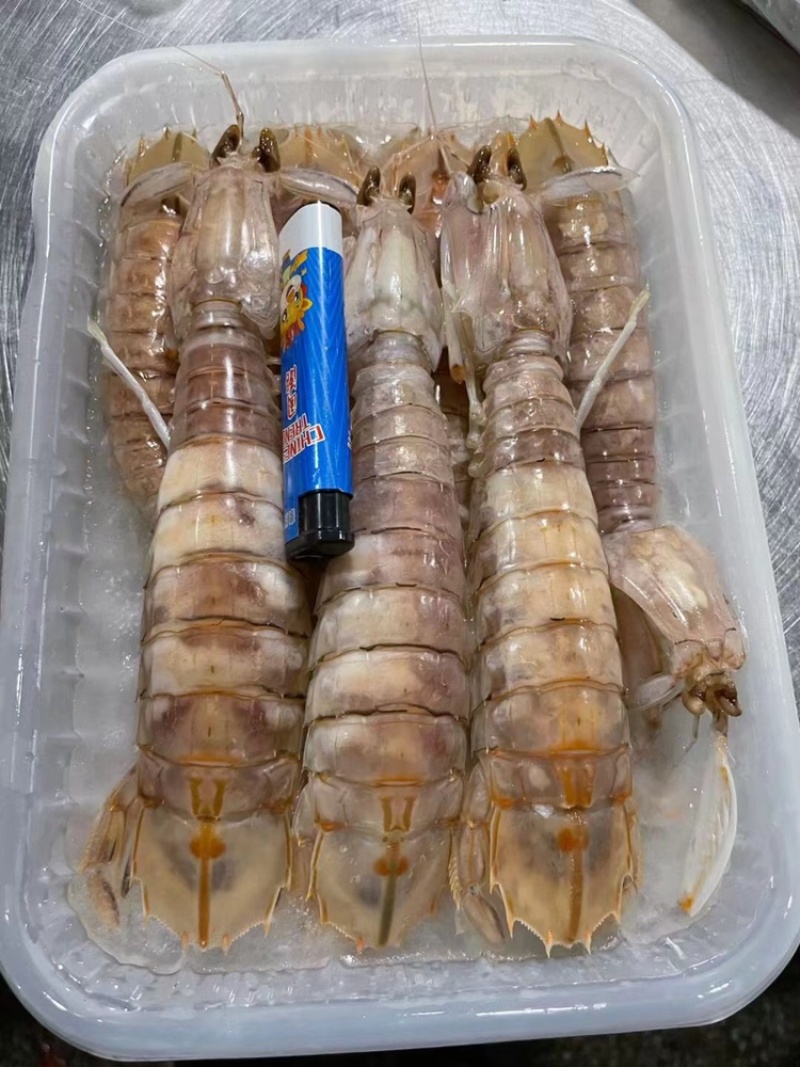 北海熟冻皮皮虾虾爬子濑尿虾一手货源量大价优