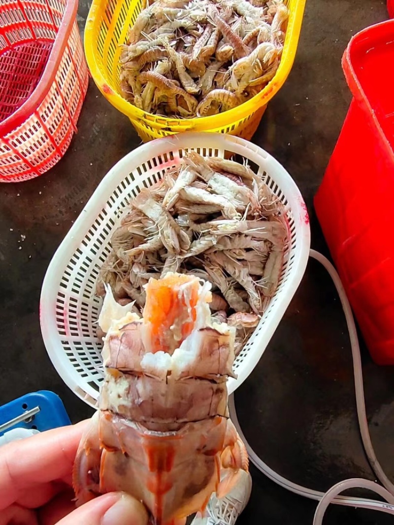 北海熟冻皮皮虾虾爬子濑尿虾一手货源量大价优
