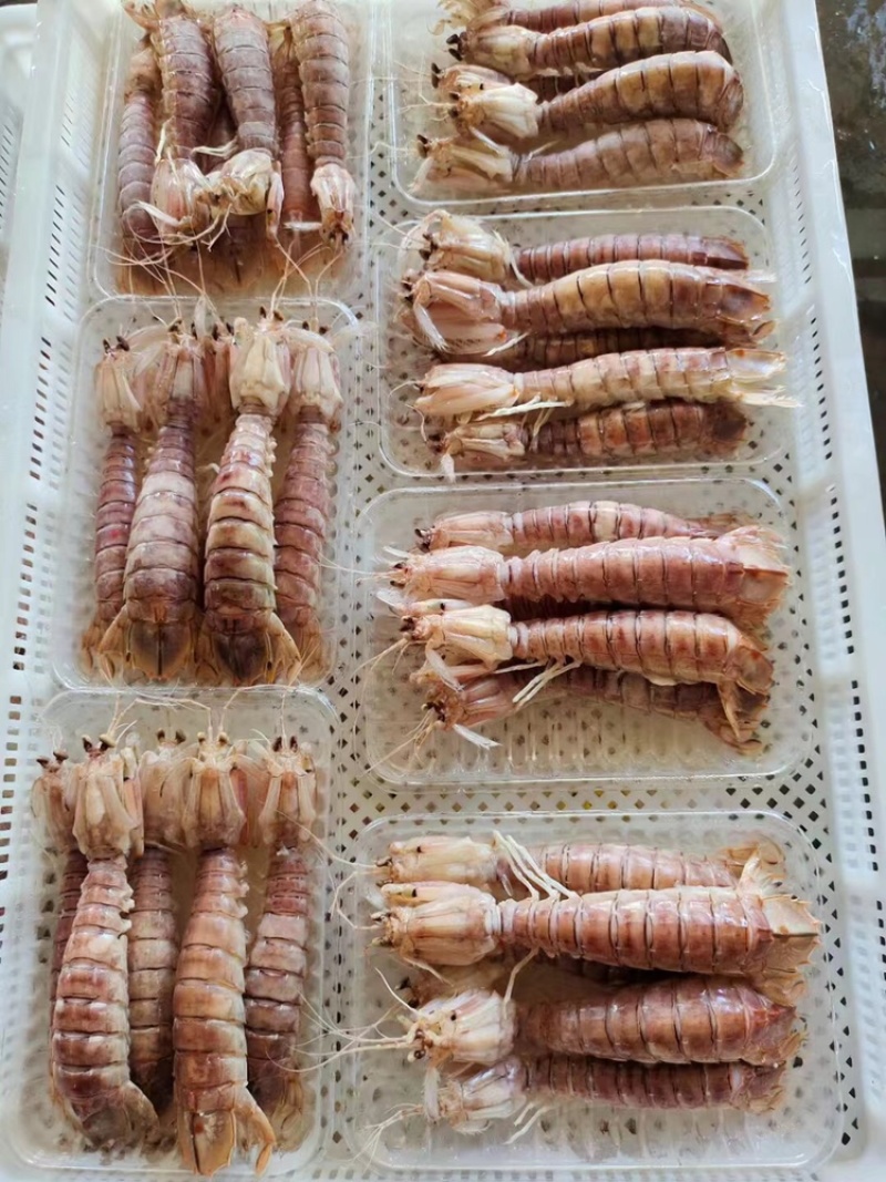 北海熟冻皮皮虾虾爬子濑尿虾一手货源量大价优