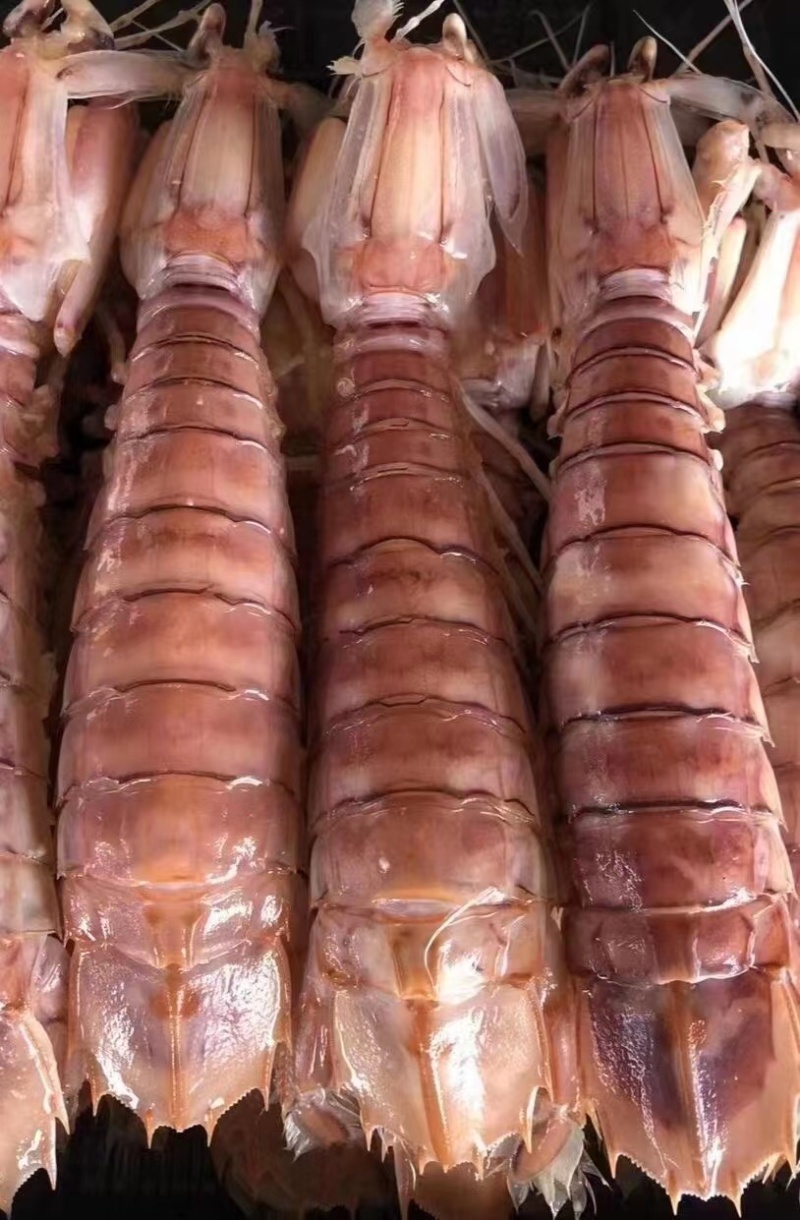 北海熟冻皮皮虾虾爬子濑尿虾一手货源量大价优