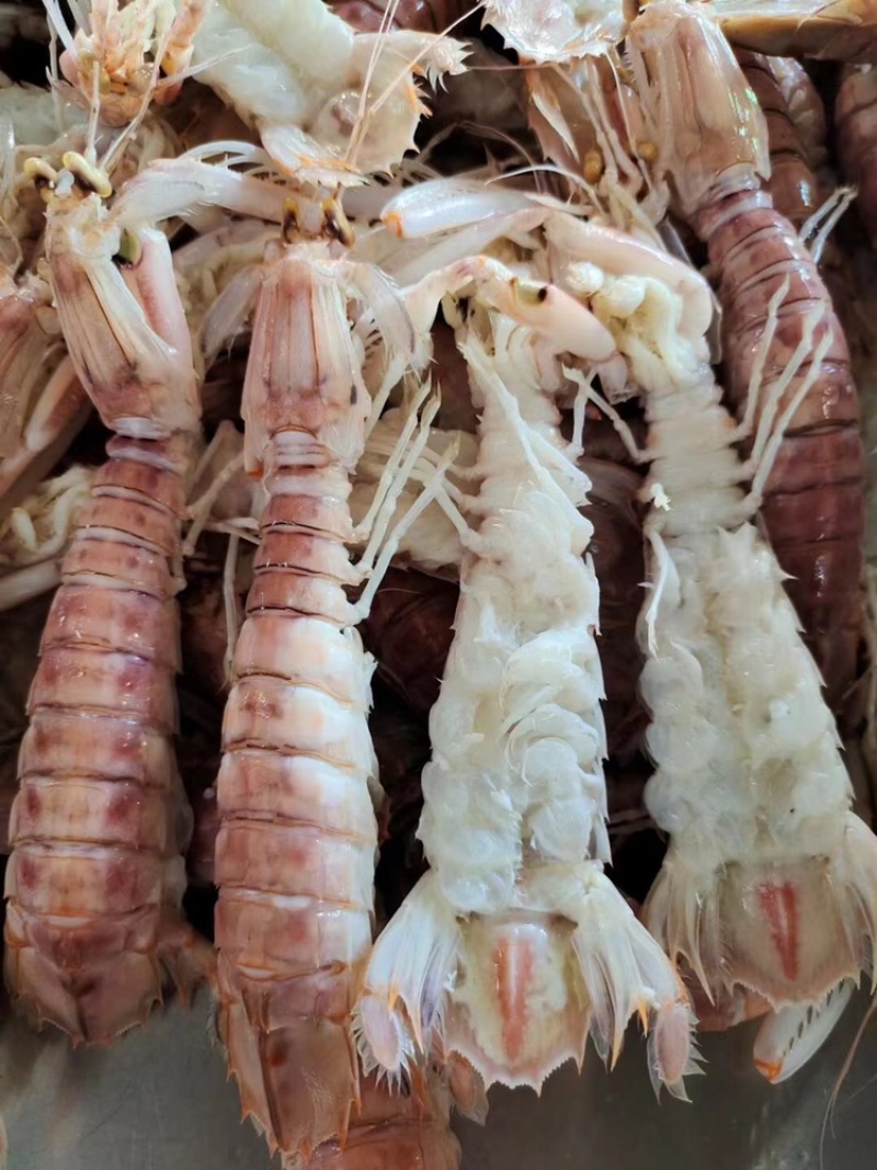 北海熟冻皮皮虾虾爬子濑尿虾一手货源量大价优