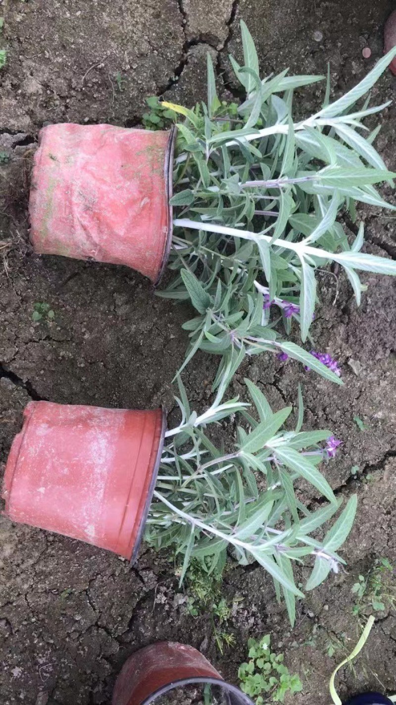 精品鼠尾草，鼠尾草小杯，鼠尾草大杯，加仑杯