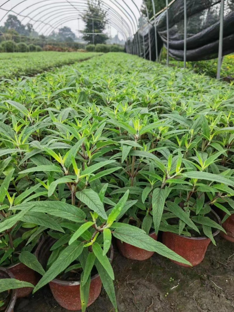 精品鼠尾草，鼠尾草小杯，鼠尾草大杯，加仑杯