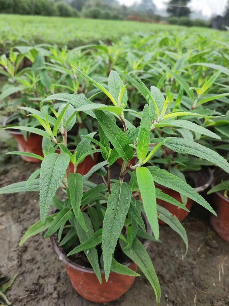 精品鼠尾草，鼠尾草小杯，鼠尾草大杯，加仑杯