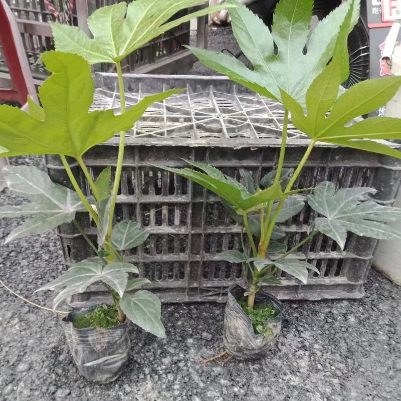 郫县八角金盘种植户，成都八角金盘价格低，八角金盘批发价格