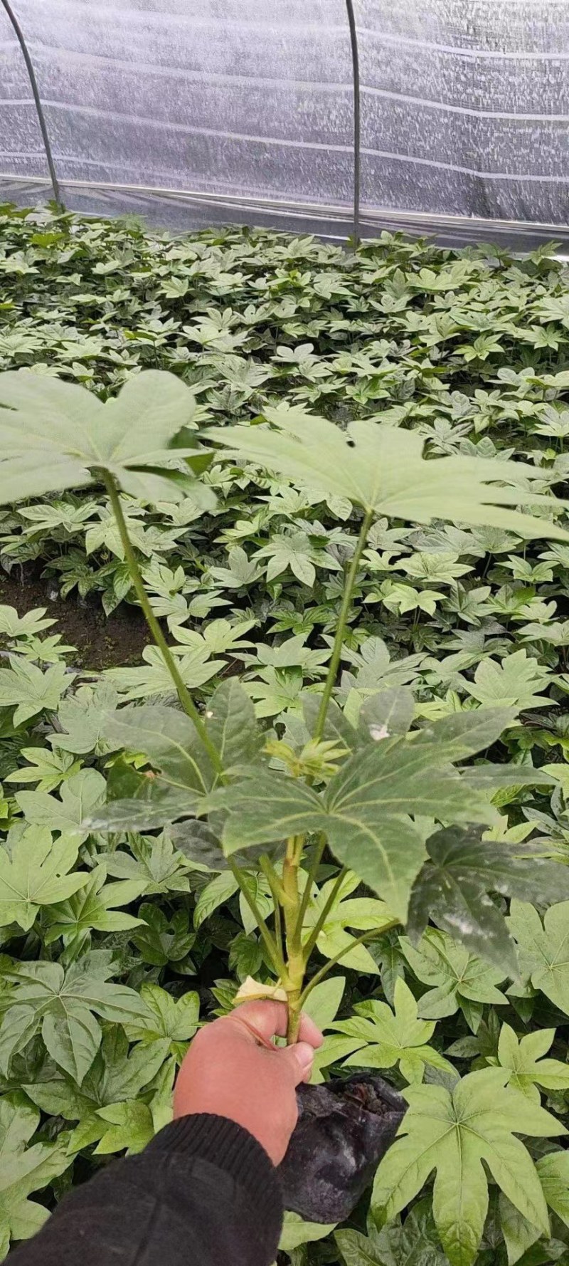 郫县八角金盘种植户，成都八角金盘价格低，八角金盘批发价格