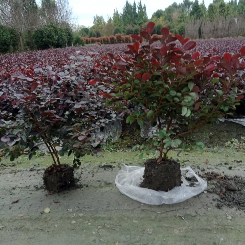 郫都区红继木种植基地，红继木种植户自家货源，成都红继木价